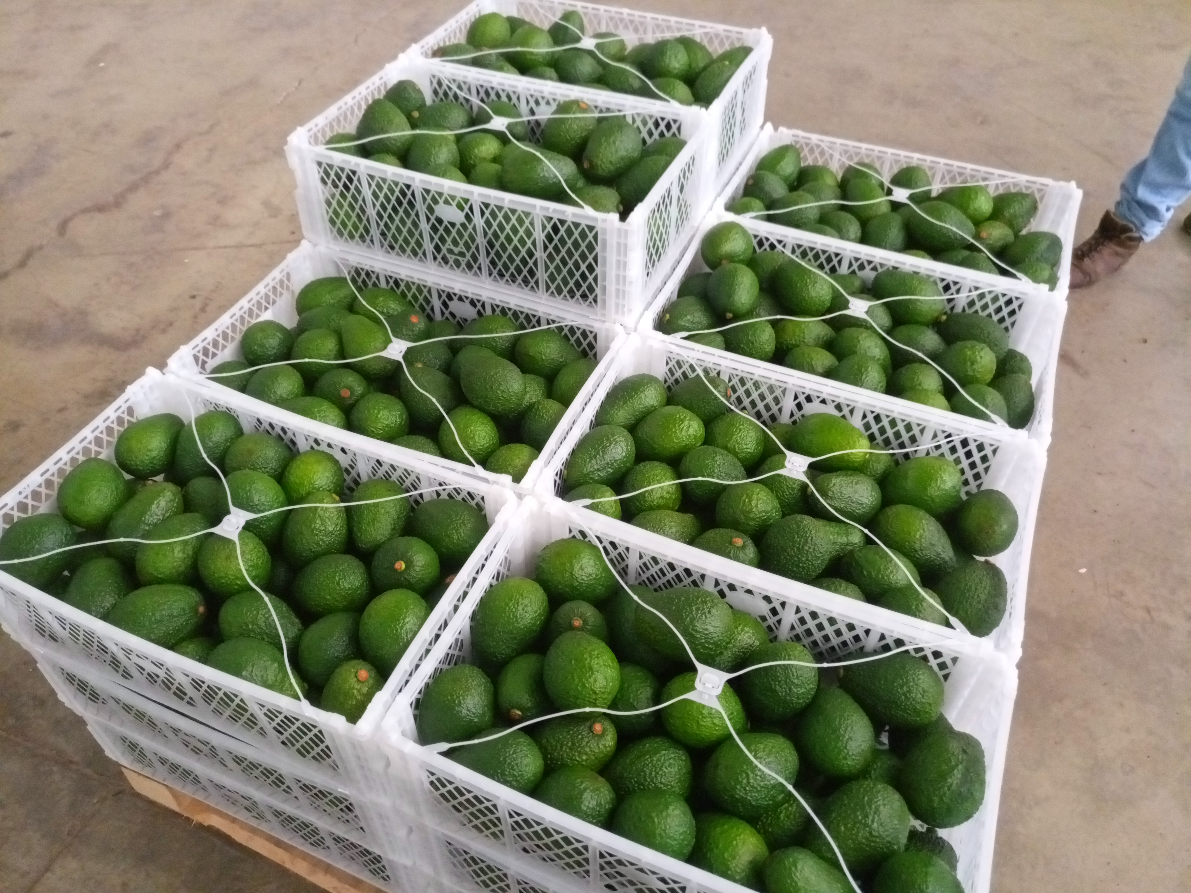 Fruta fresca Dorado División